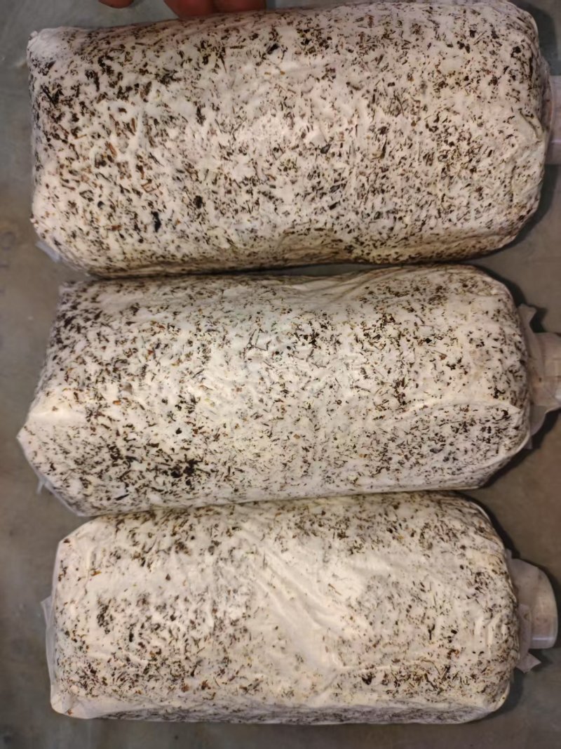 天麻萌发菌蜜环菌预定及代工