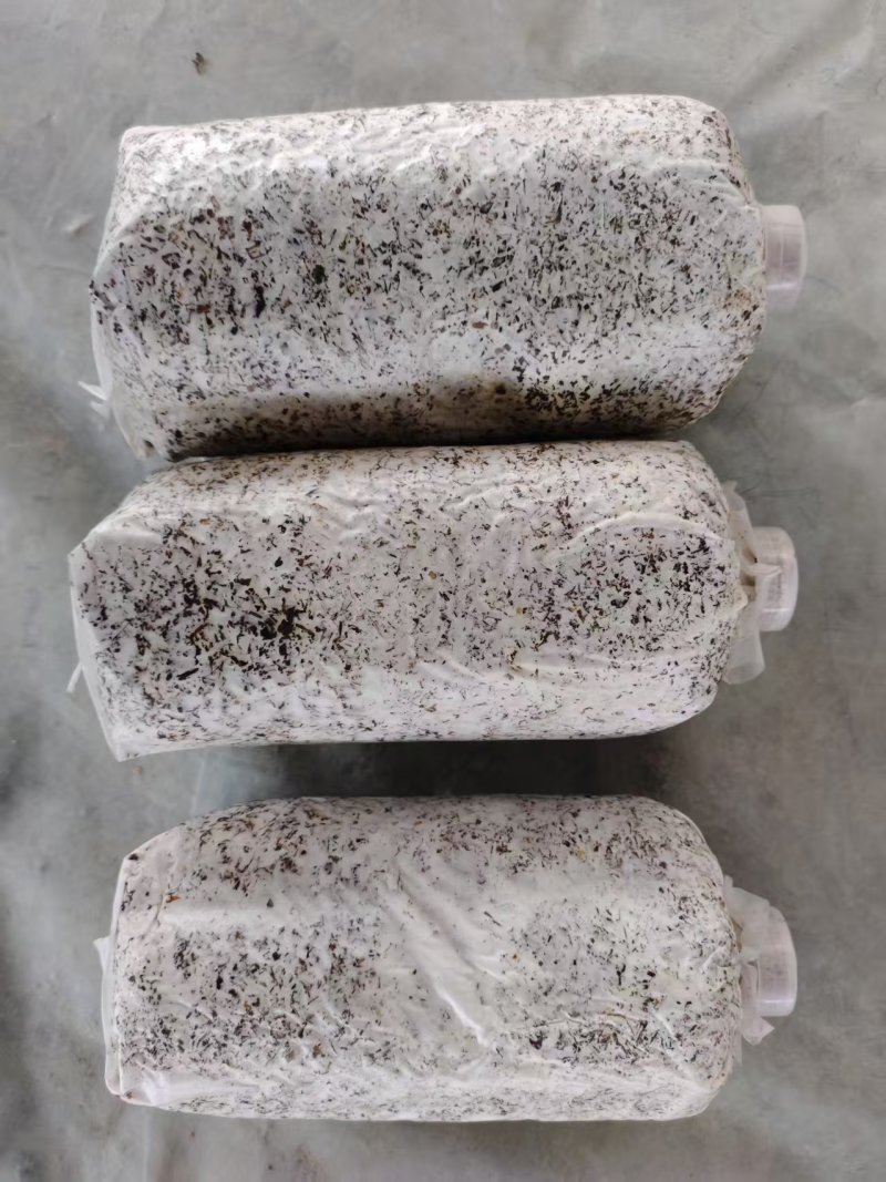 天麻萌发菌蜜环菌预定及代工
