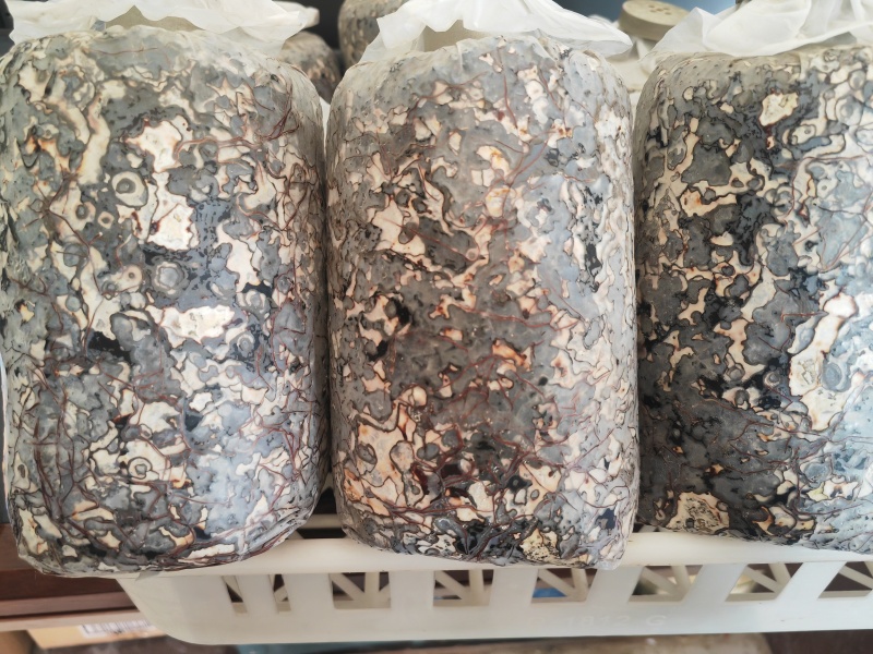 天麻萌发菌蜜环菌预定及代工