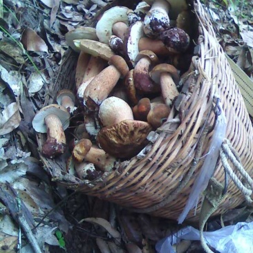 普洱野生菌