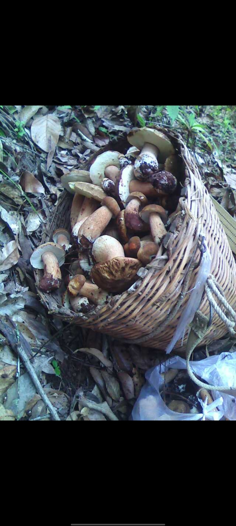 普洱野生菌