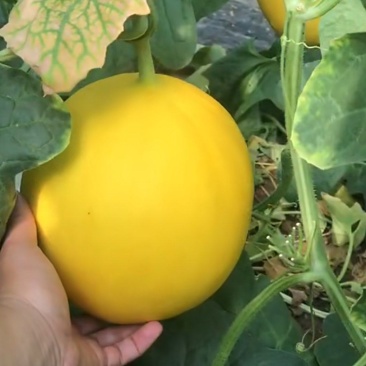 伊丽莎白