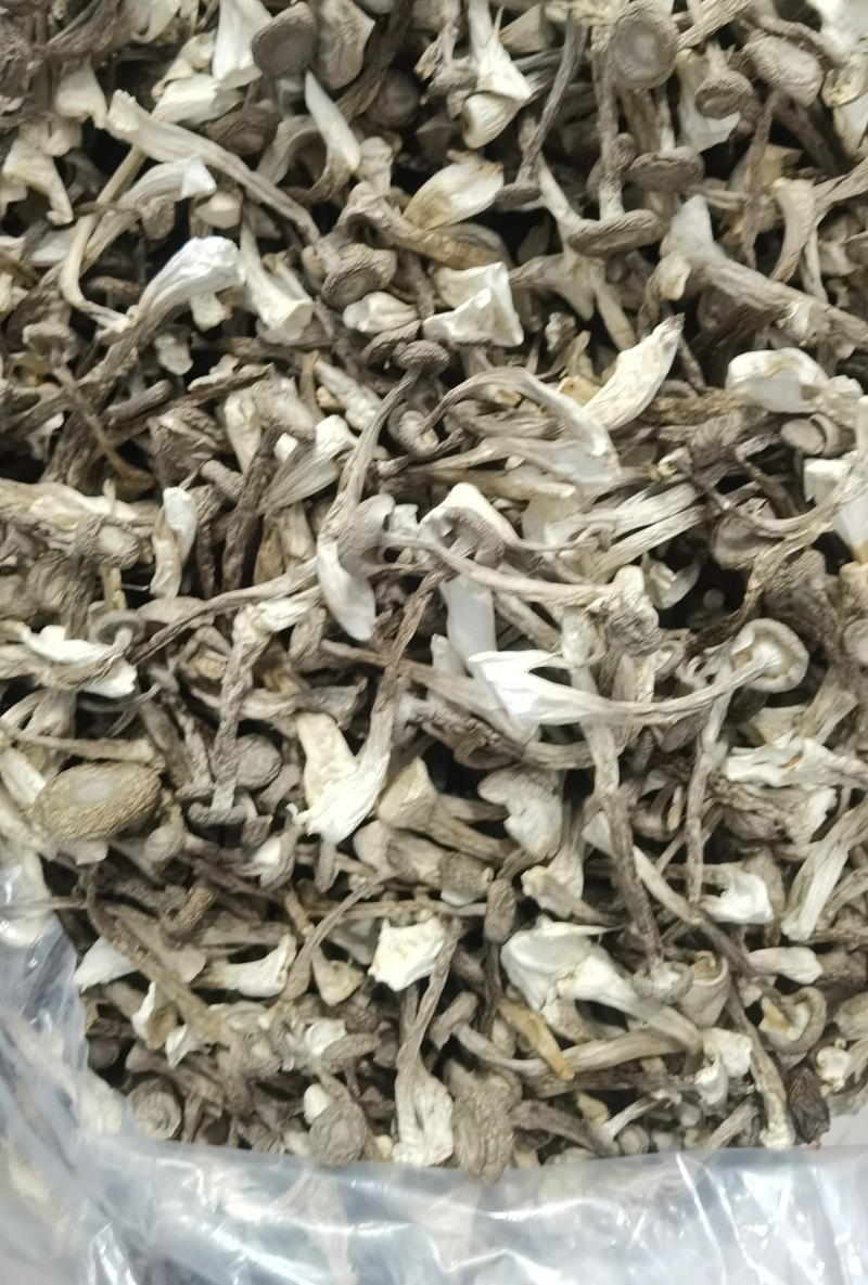 鹿茸菇基地直供