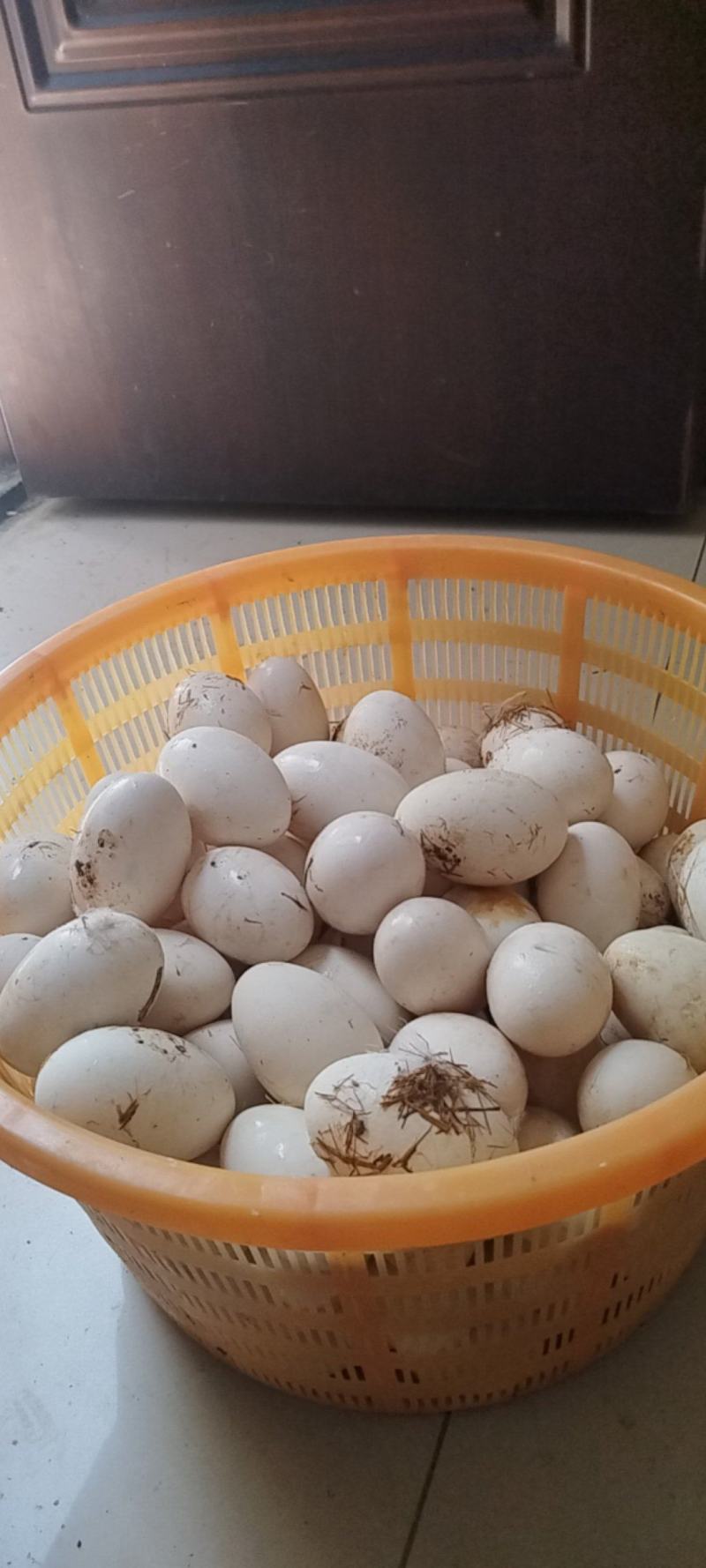 土鹅蛋