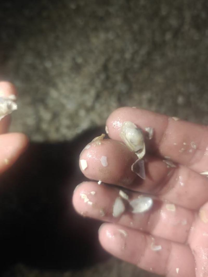 海瓜子白蚬（5月19号最终报价）