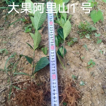 水栀子苗