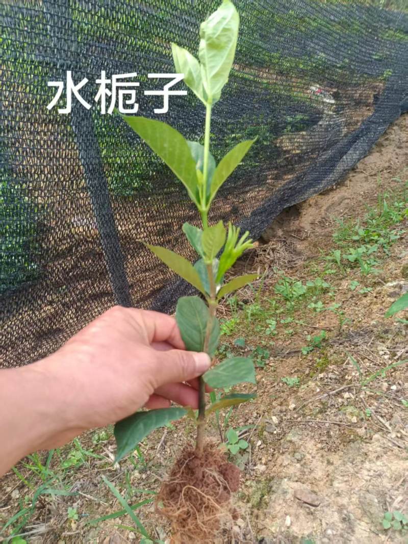 水栀子苗