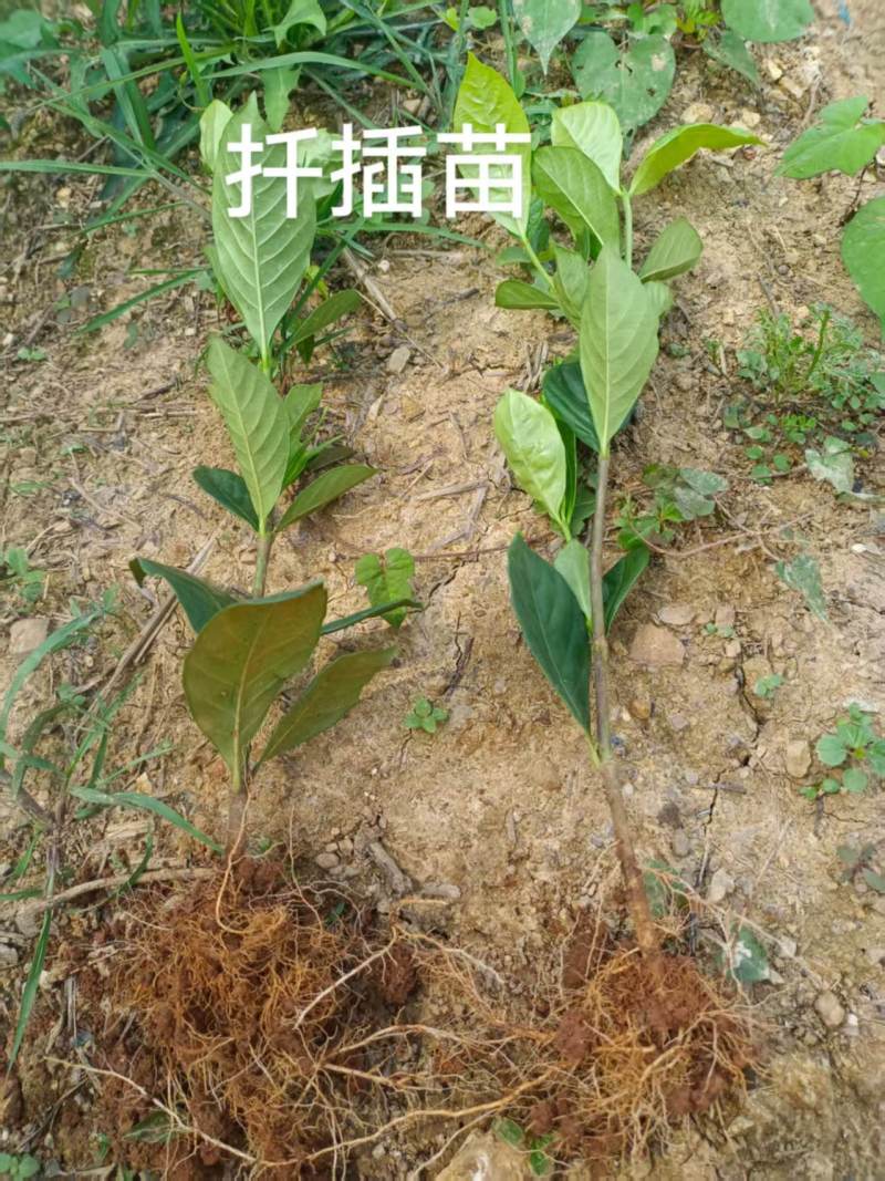 水栀子苗