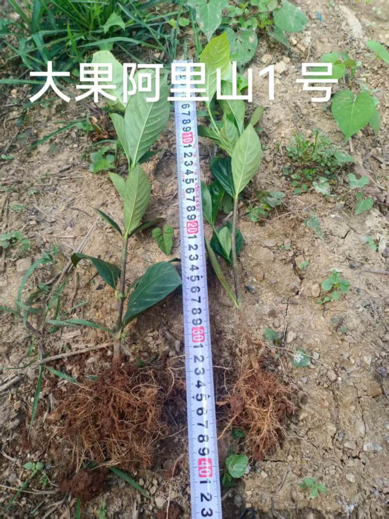 水栀子苗