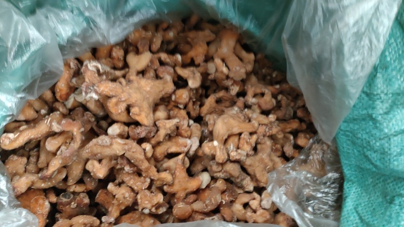 黄精，产地四川宜宾姜形多花，甜黄精，产地直销可线下考察