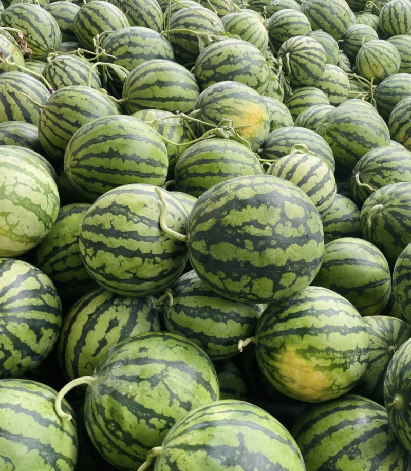 湖北襄阳麒麟西瓜大量上市，量大质优物美价廉，欢迎选购