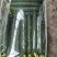 辽宁精品新货水黄瓜密刺黄瓜新鲜供应一手货源价格优惠致电