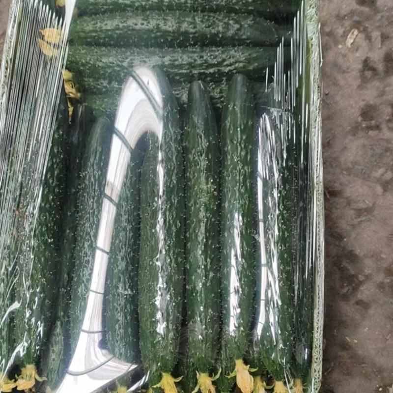 辽宁精品新货水黄瓜密刺黄瓜新鲜供应一手货源价格优惠致电