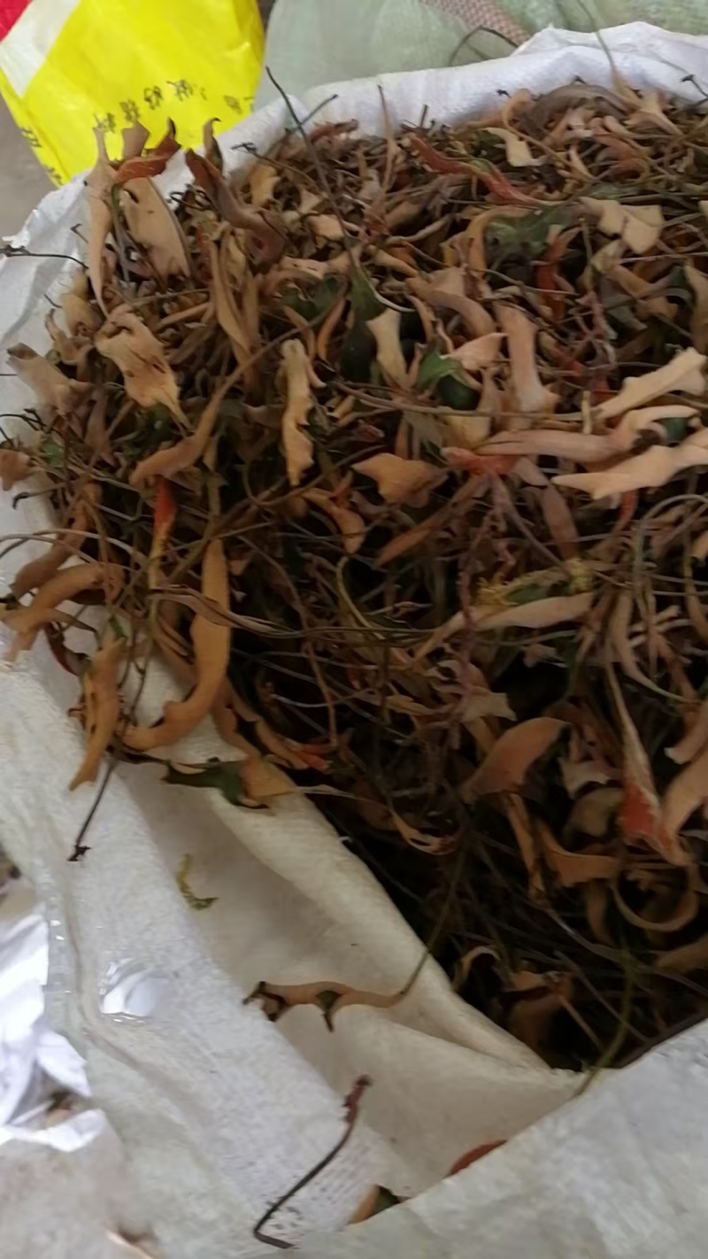 石苇
