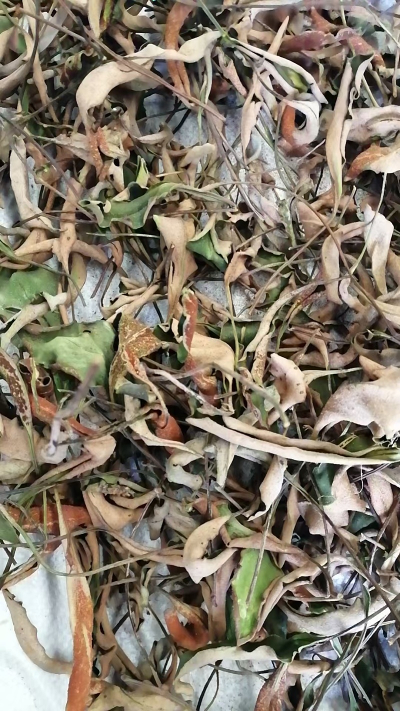 石苇
