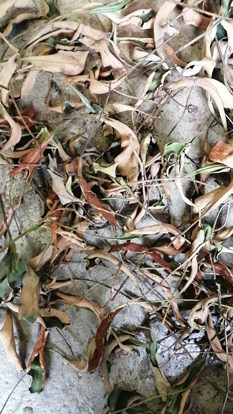 石苇