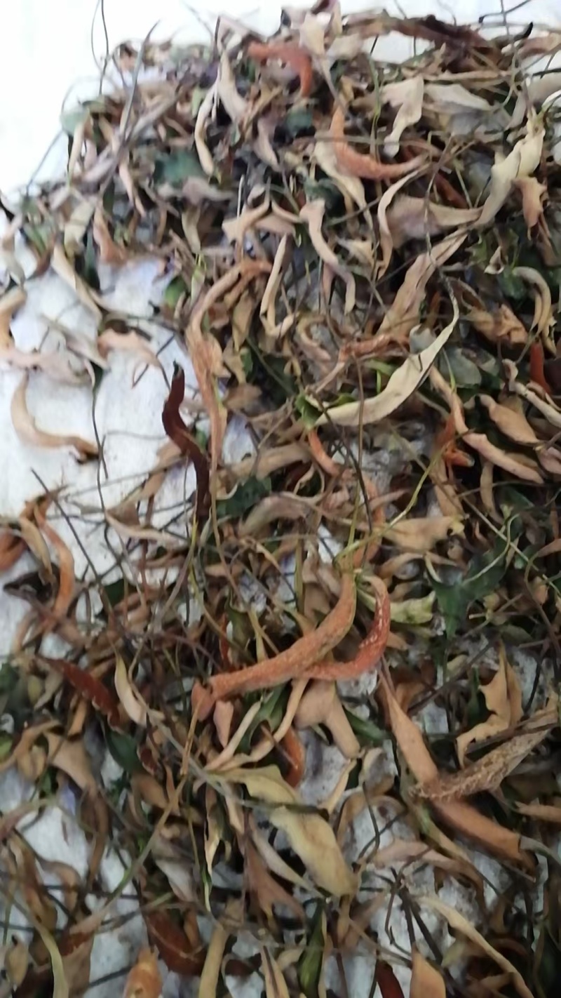 石苇