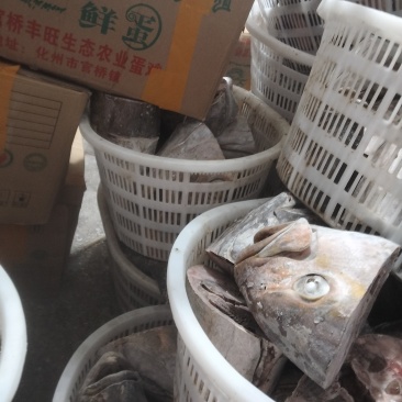 章红鱼头尾大量批发50斤/件