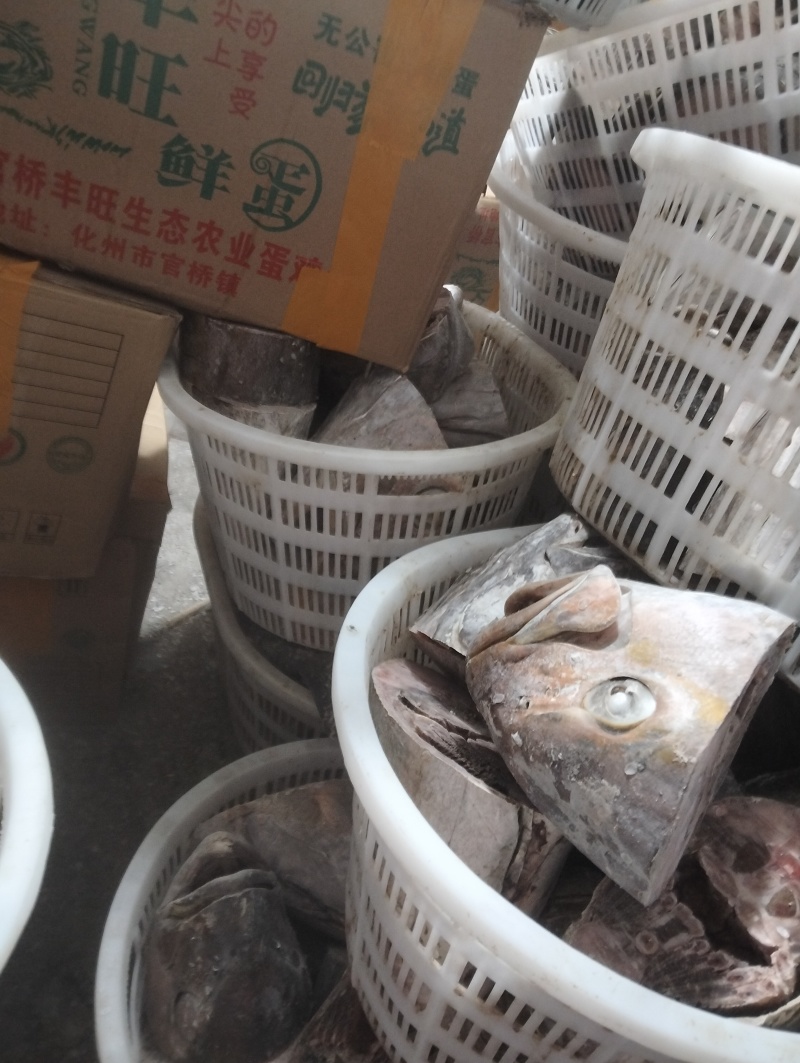 章红鱼头尾大量批发50斤/件