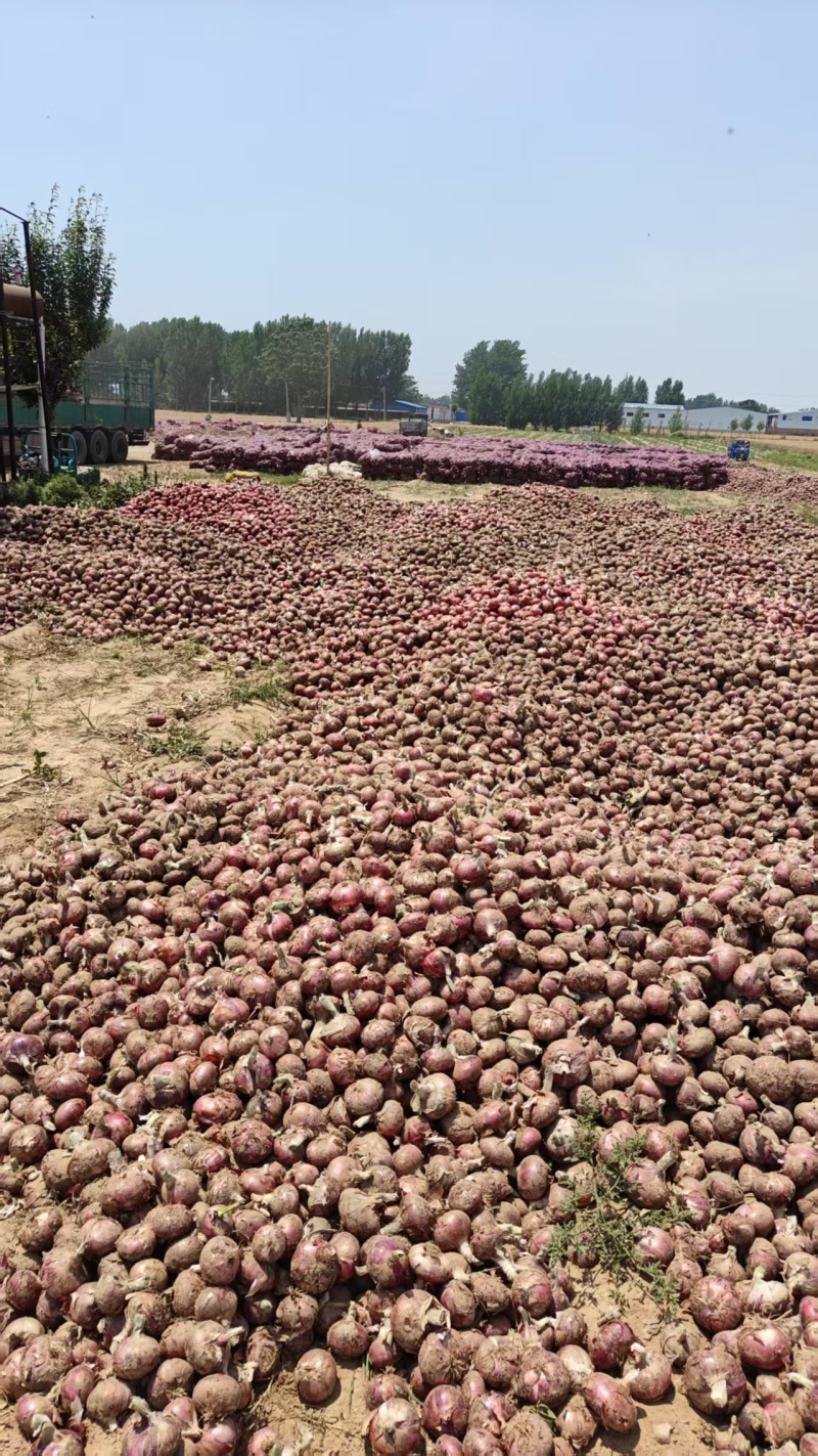 精品紫皮洋葱货源充足量大从优质量保证产地供应欢迎咨询