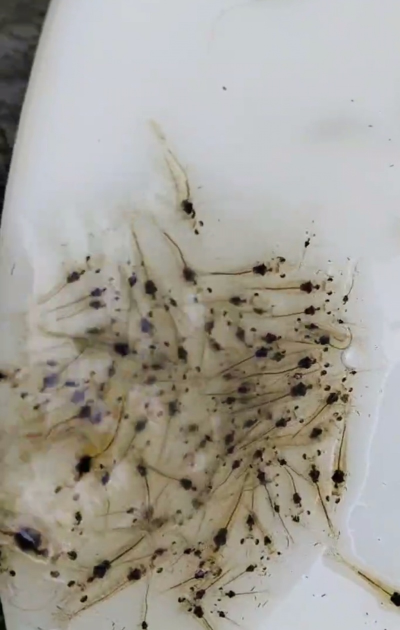 对虾苗纯一代