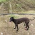 猎兔犬三母1公