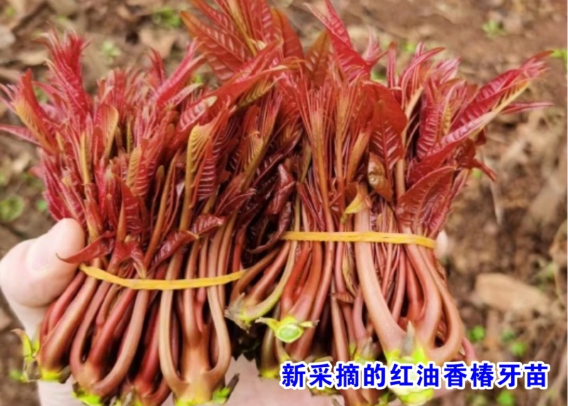 新品头荐红香椿芽上市供应了！