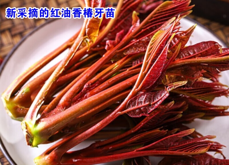 新品头荐红香椿芽上市供应了！