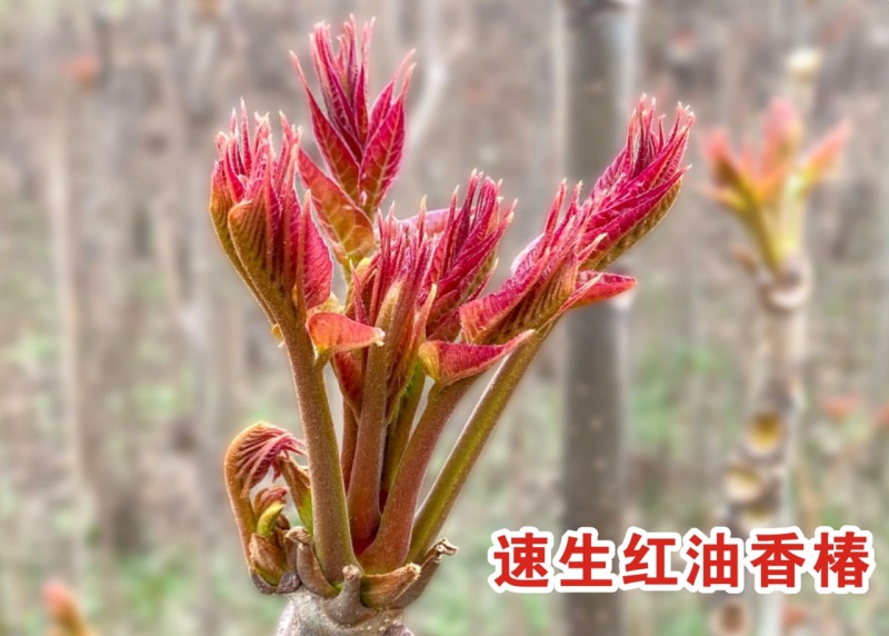 新品头荐红香椿芽上市供应了！
