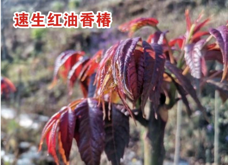新品头荐红香椿芽上市供应了！