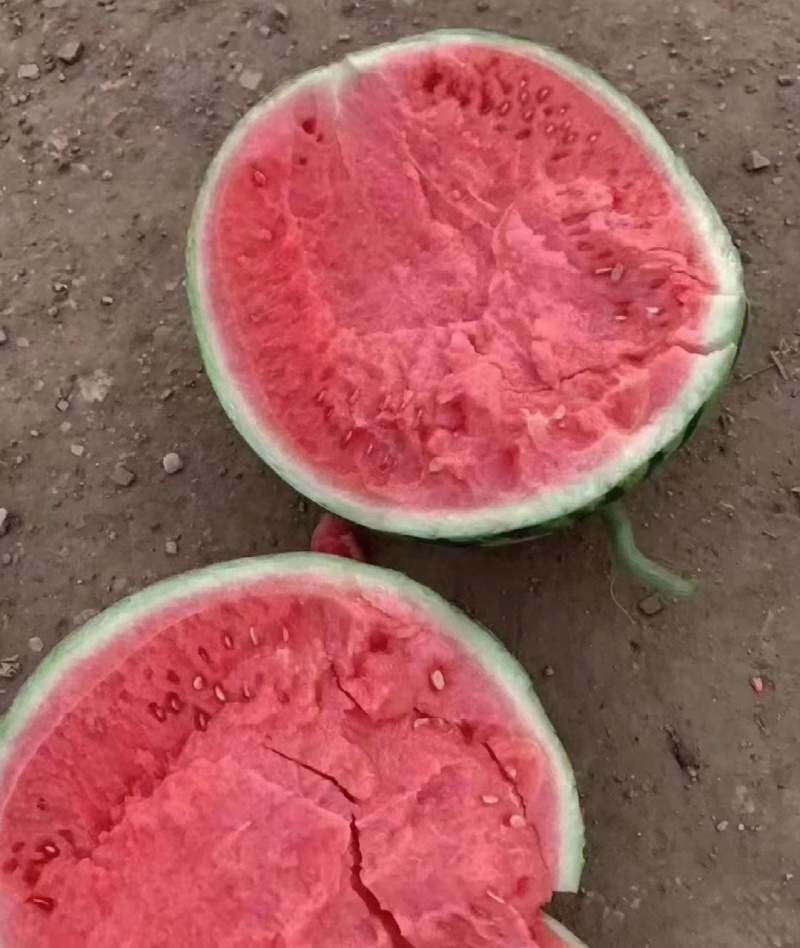 精品美都西瓜，大量现货，皮毛好大红瓤，口味甘甜产地直发