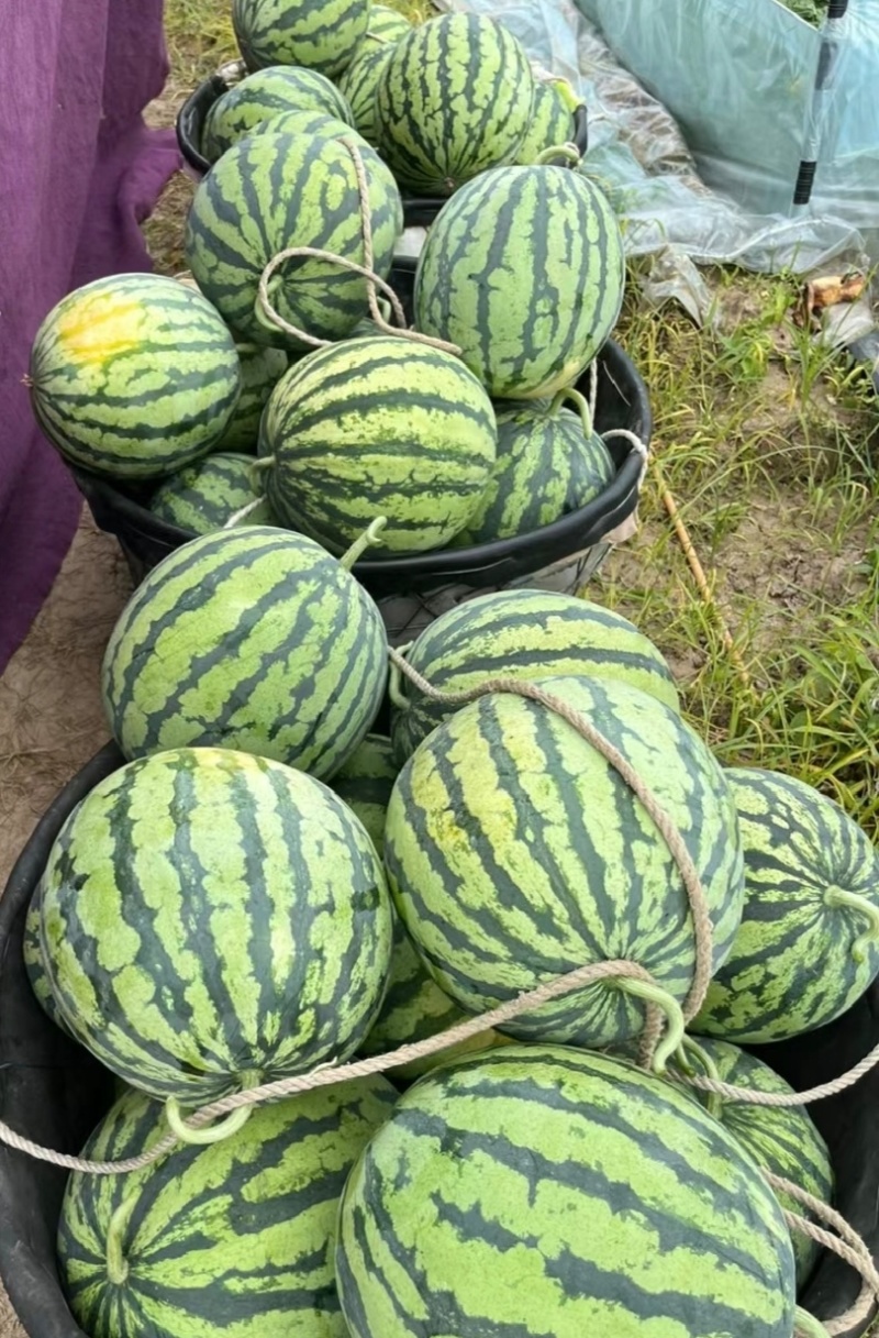 精品美都西瓜，大量现货，皮毛好大红瓤，口味甘甜产地直发