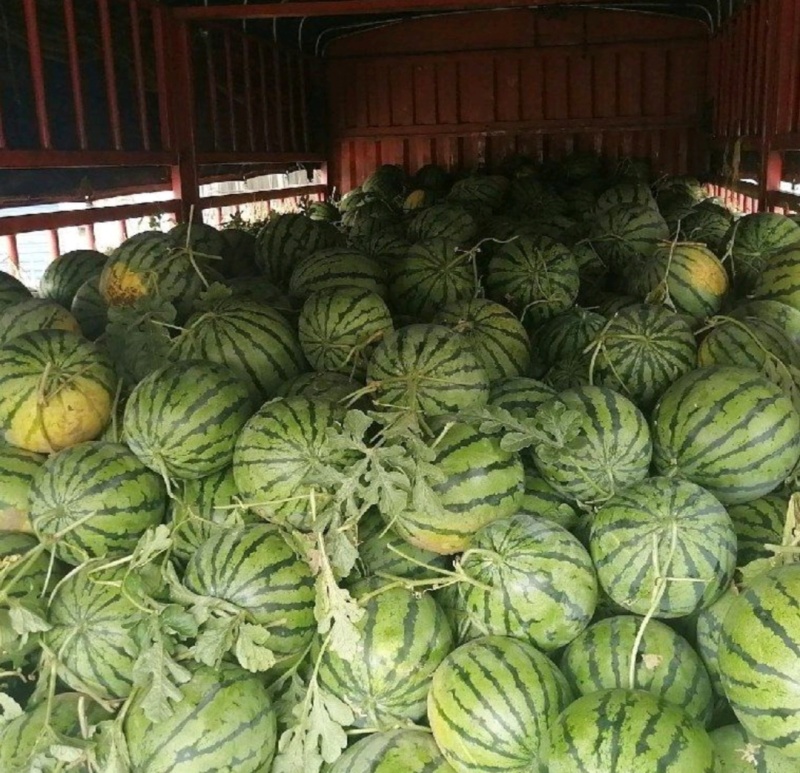 精品美都西瓜，大量现货，皮毛好大红瓤，口味甘甜产地直发