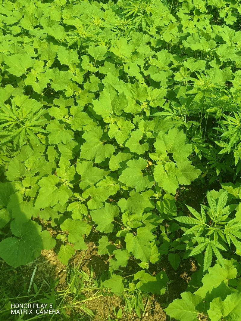 苍耳子，苍耳草