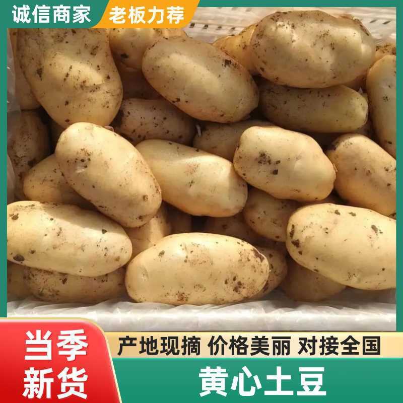 精品黄心土豆、表皮光滑，可支持-电商货-市场货-出口货等