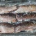 去头去尾鲤鱼