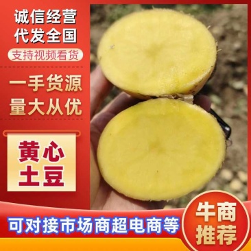 《精品》黄心土豆无起皮表面光滑货真价实、可发货全国