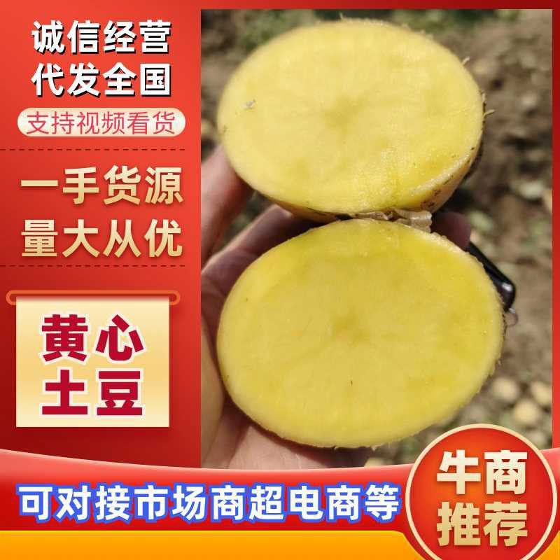 《精品》黄心土豆无起皮表面光滑货真价实、可发货全国