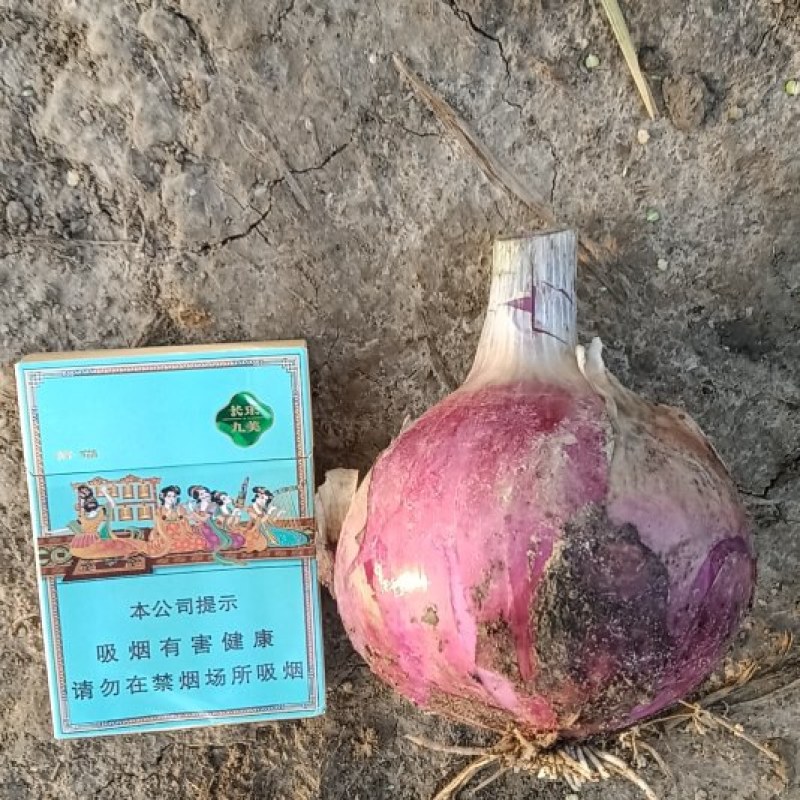 精品鸿运水果粉洋葱，全国供货，品质保证，量大从优，欢迎来电