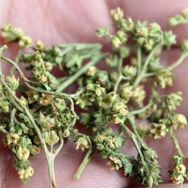 赶黄草花绿色新货