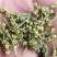 赶黄草花绿色新货
