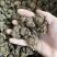 正品猫爪草中药野生新鲜正品中药材抓草水洗精选包邮猫爪草