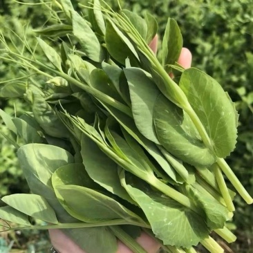 威宁高山现掐豌豆尖