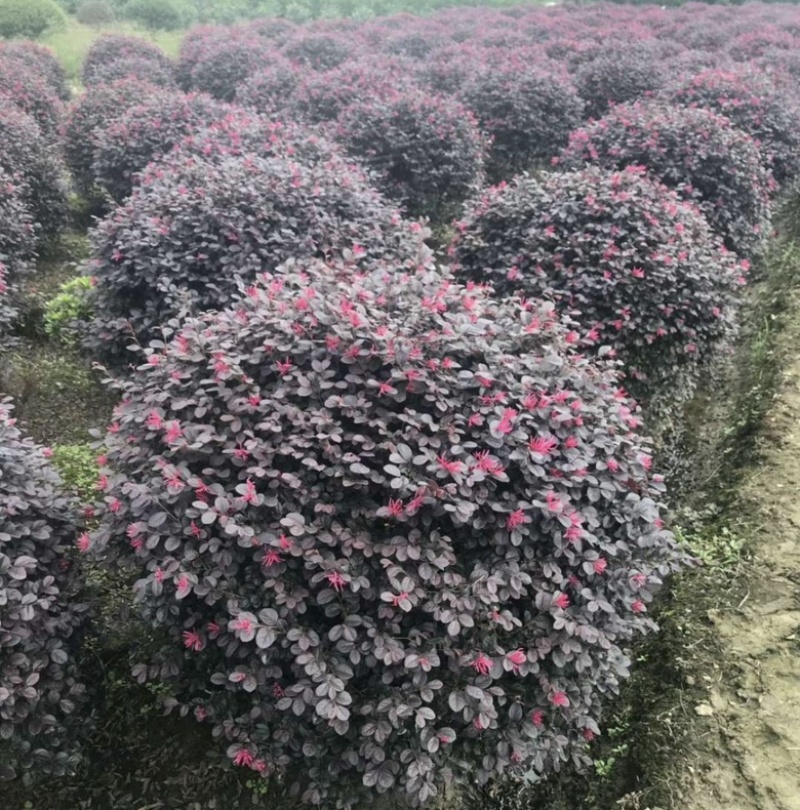 红花檵木球红花继木球1-1.2-1.5米