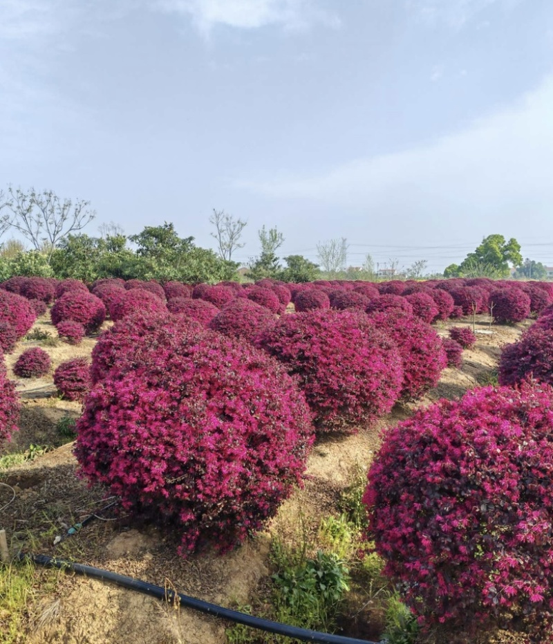 红花檵木球红花继木球1-1.2-1.5米