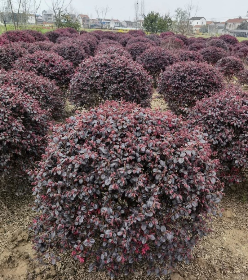 红花檵木球红花继木球1-1.2-1.5米