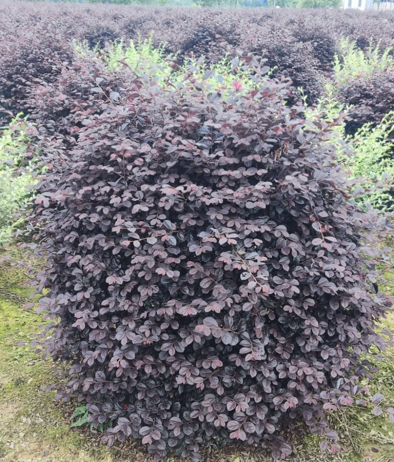 红花檵木球红花继木球1-1.2-1.5米