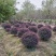 红花檵木球红花继木球1-1.2-1.5米