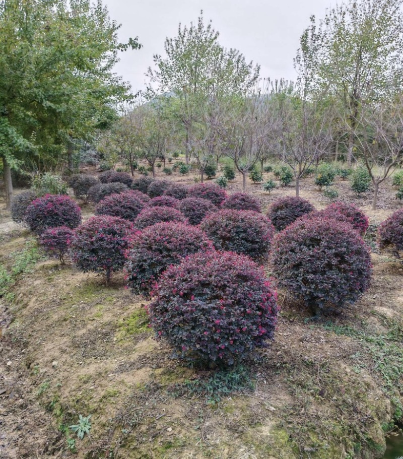 红花檵木球红花继木球1-1.2-1.5米