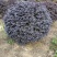 红花檵木球红花继木球1-1.2-1.5米